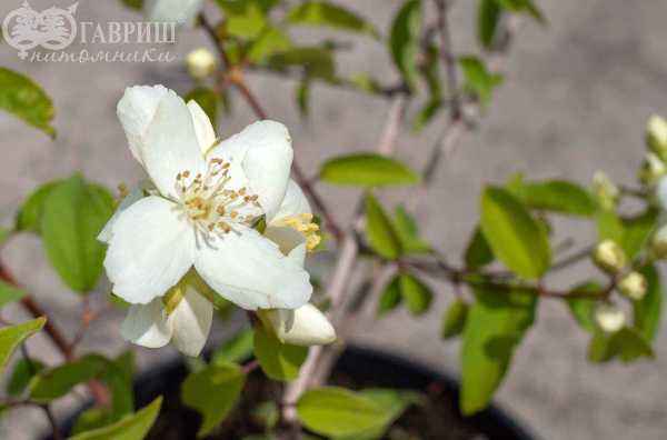 саженцы Чубушник Льюиса Waterton