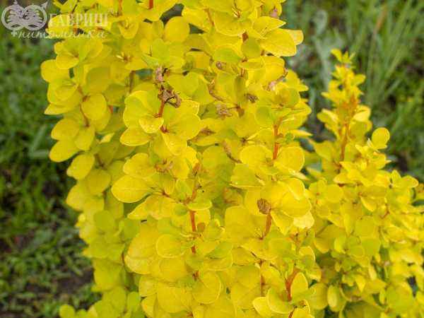 саженцы Барбарис Тунберга Maria