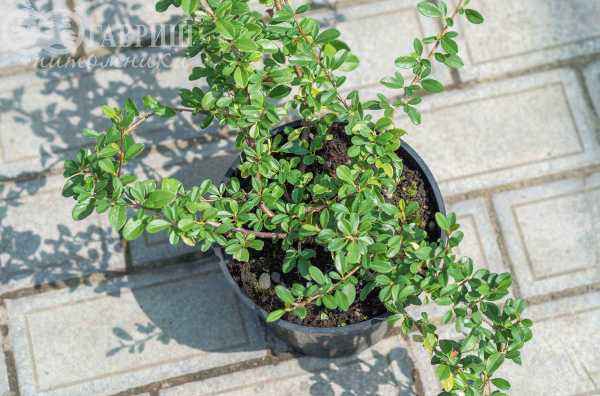 саженцы Кизильник Даммера Eichholz