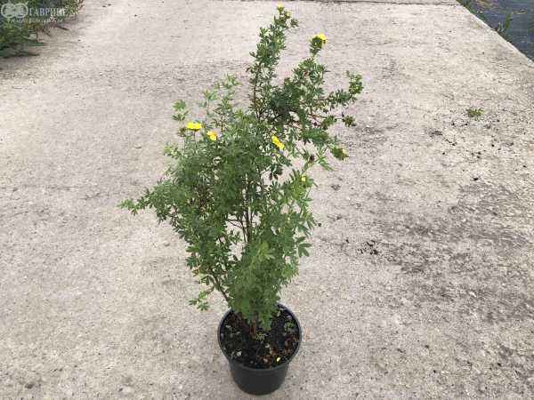 саженцы Лапчатка кустарниковая Kobold