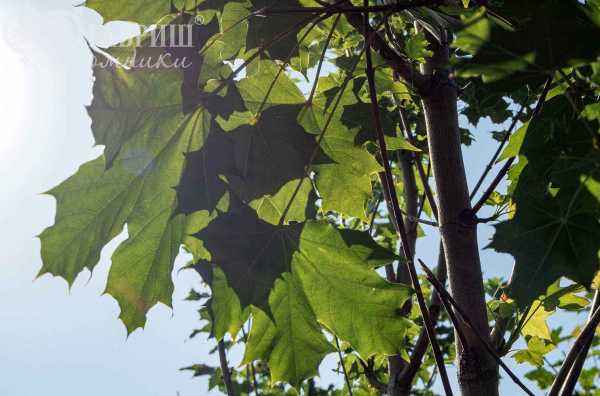 Саженцы клён остролистный