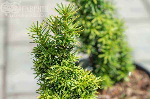 Купить тис ягодный david деревья и растения