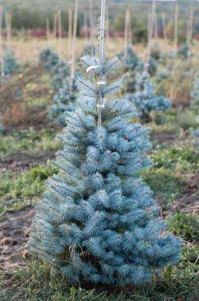 Купить ель колючая edith (edit) деревья и растения