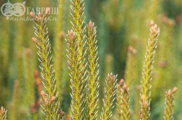 Купить сосна обыкновенная watereri деревья и растения