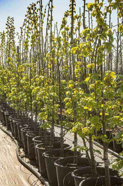 Саженцы липа войлочная brabant