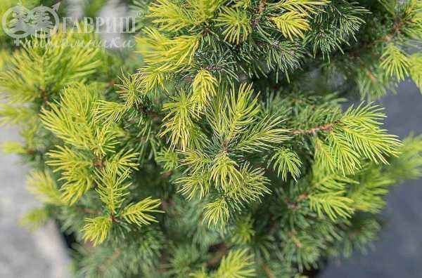 Купить ель канадская biesenthaler fruhling деревья и растения