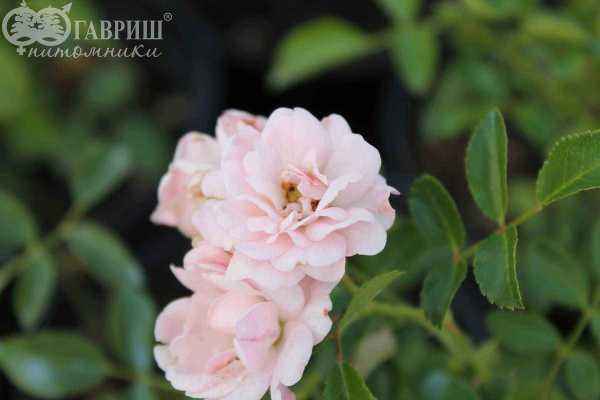 саженцы Роза почвопокровная The Fairy