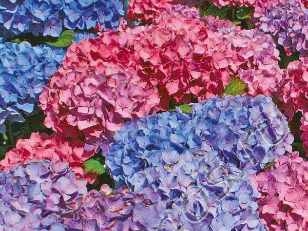 саженцы Гортензия крупнолистная Bouquet Rose