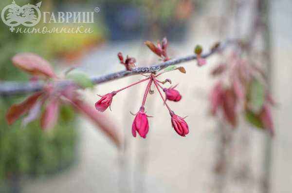 Саженцы яблоня royal beauty