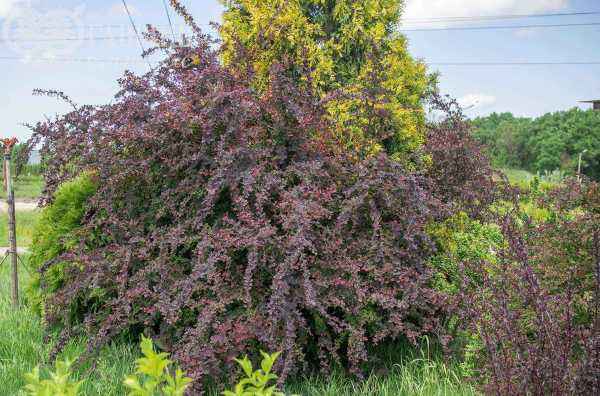 саженцы Барбарис Оттавский Superba