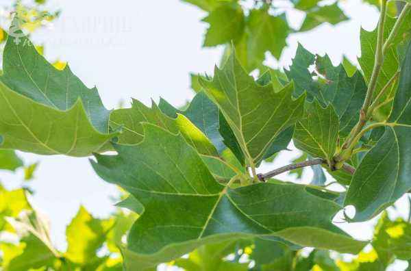 Саженцы платан кленолистный (испанский)