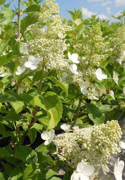 саженцы Гортензия метельчатая Kyushu