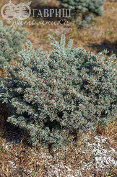 Купить ель колючая  waldbrunn деревья и растения