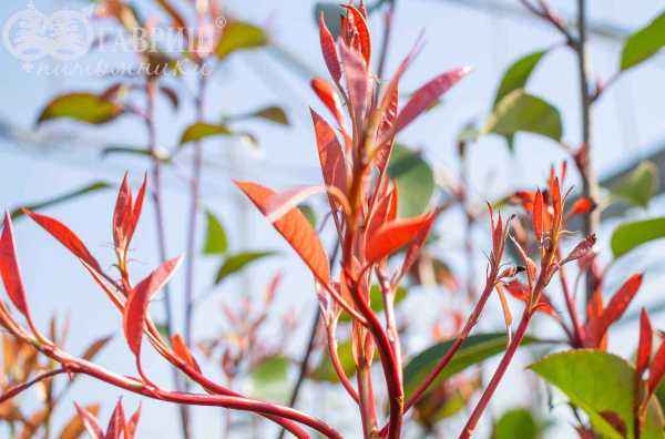 саженцы Фотиния