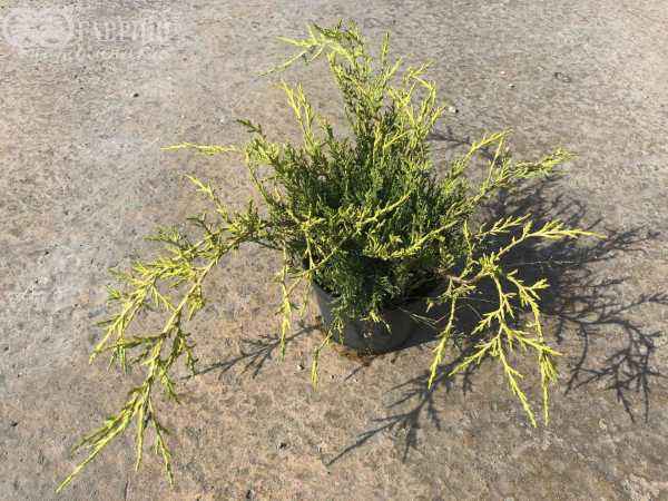 Купить можжевельник средний old gold деревья и растения