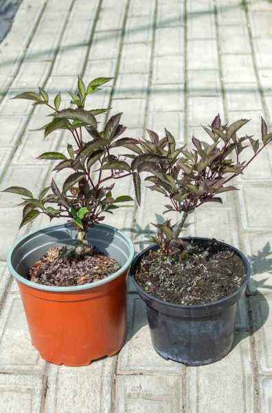 саженцы Бузина чёрная Black Beauty (Gerda)