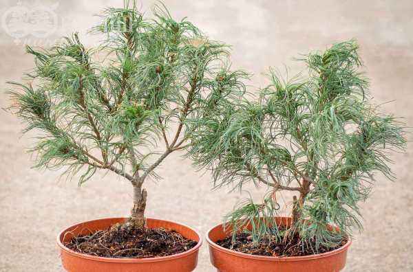 Купить сосна веймутова tiny kurls деревья и растения