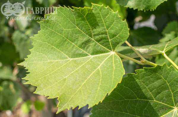 Саженцы липа войлочная brabant