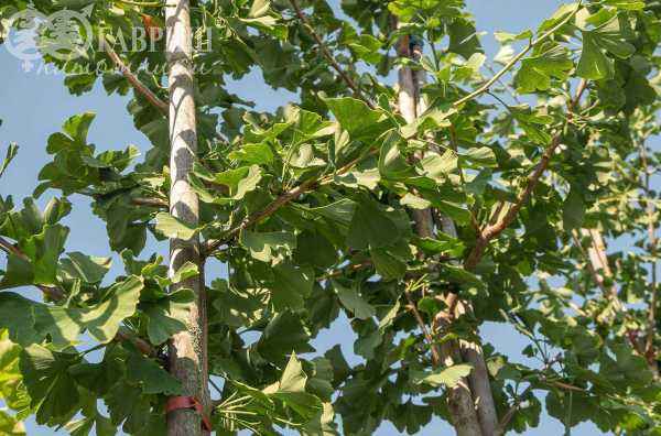 Саженцы гинкго билоба (двулопастный)