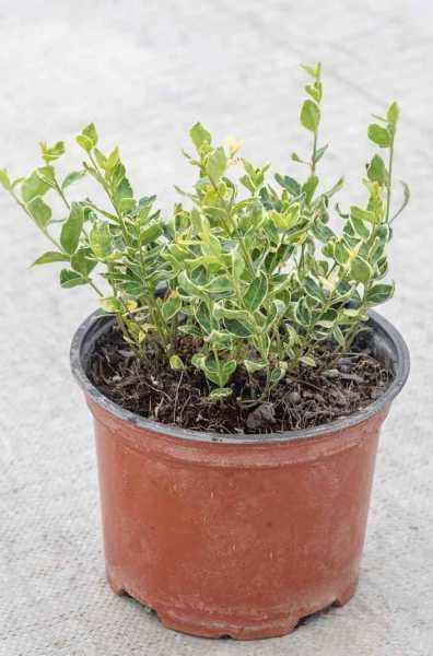 саженцы Барвинок малый Gertrude Jekyll