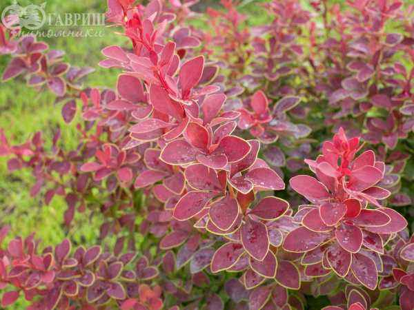 саженцы Барбарис Тунберга Coronita