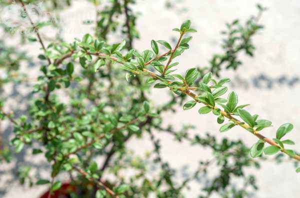 саженцы Кизильник гибридный Skogholm