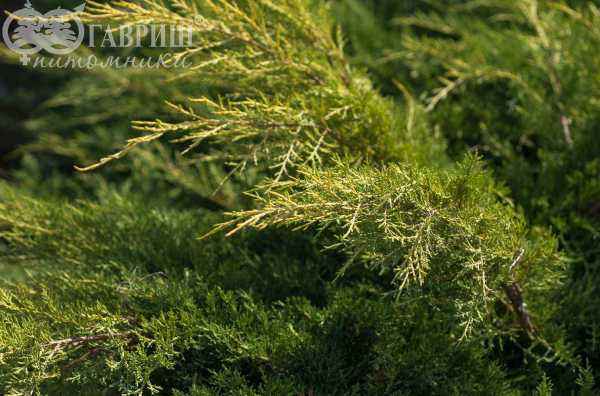 Купить можжевельник средний gold kissen деревья и растения