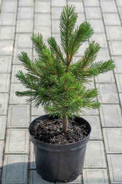 Купить сосна горная ophir деревья и растения