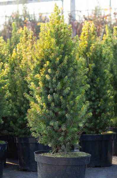 Купить ель канадская rainbow's end деревья и растения