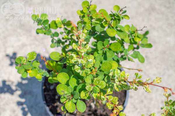 саженцы Барбарис Тунберга Kelleriis