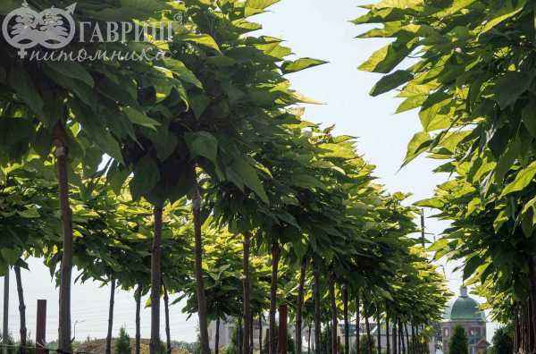 Саженцы катальпа бигнониевидная nana