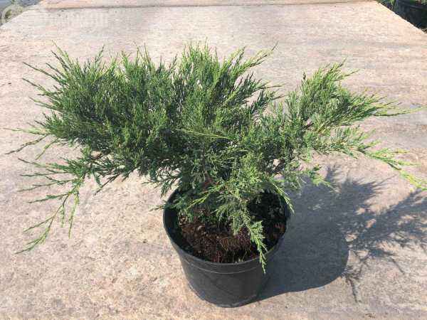 Купить можжевельник казацкий blue danube деревья и растения