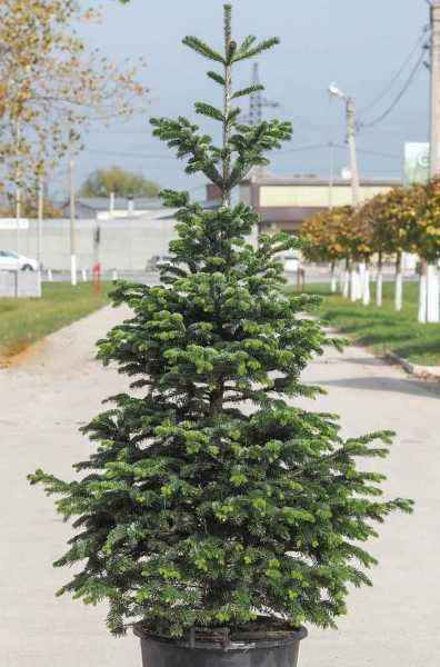 Купить пихта кавказская (нордмана) деревья и растения