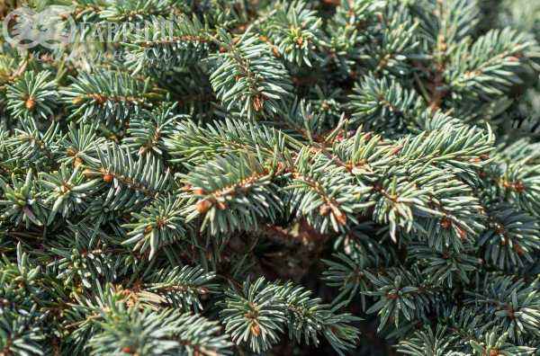 Купить ель колючая  waldbrunn деревья и растения