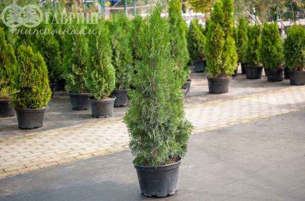 Купить туя западная columna деревья и растения