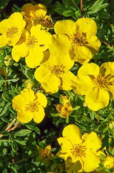 саженцы Лапчатка кустарниковая Goldfinger