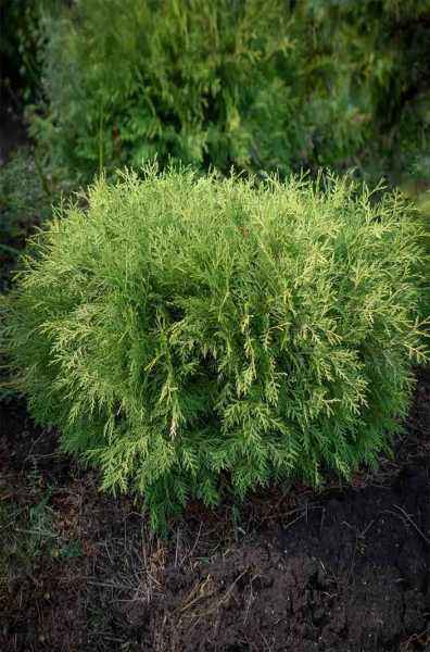 Купить туя западная selena деревья и растения