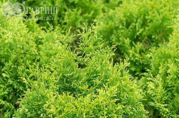 Купить туя западная maria деревья и растения