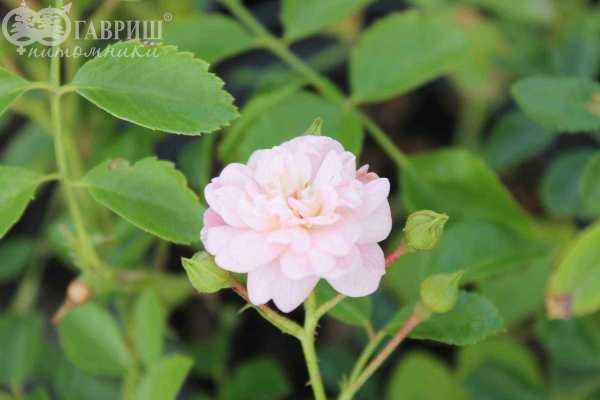 саженцы Роза почвопокровная The Fairy