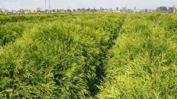 Купить туя западная woodwardii деревья и растения