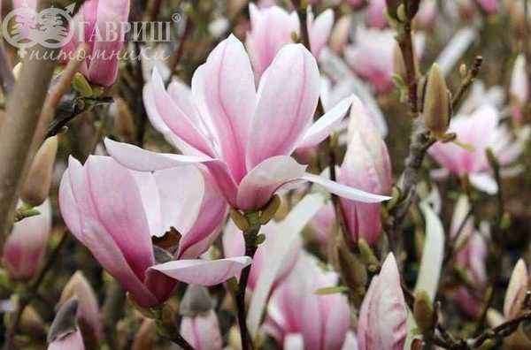 Саженцы магнолия x soulangeana alexandrina