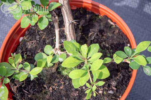 саженцы Барбарис Indian Summer