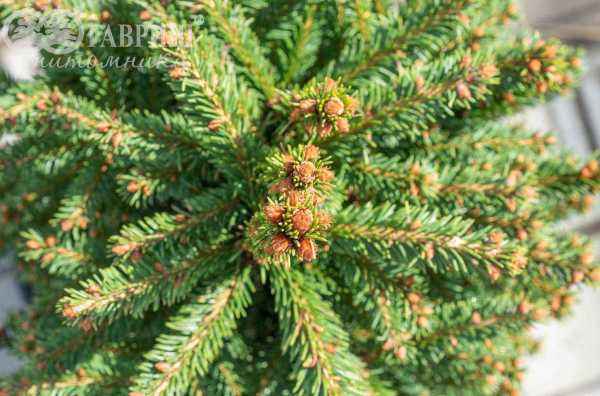 Купить ель обыкновенная compacta деревья и растения