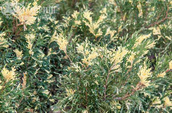 Купить можжевельник казацкий variegata деревья и растения