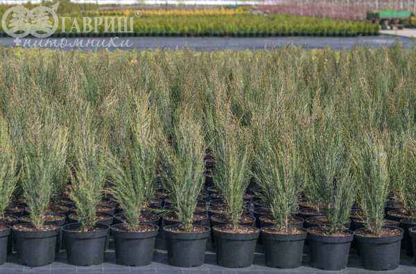 Купить можжевельник скальный fischt деревья и растения