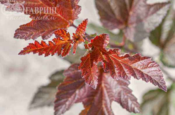 саженцы Пузыреплодник калинолистный Lady in Red