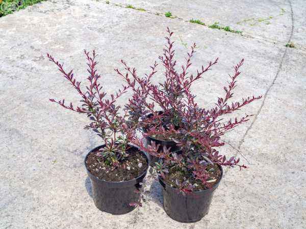 саженцы Барбарис Тунберга Red Chief