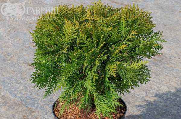 Купить туя западная danica деревья и растения