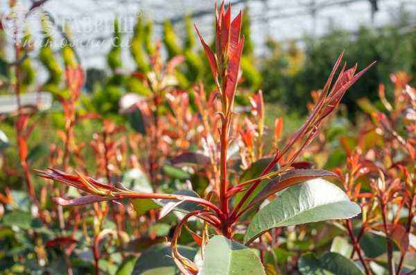 саженцы Фотиния