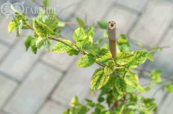 саженцы Жимолость японская Aureoreticulata